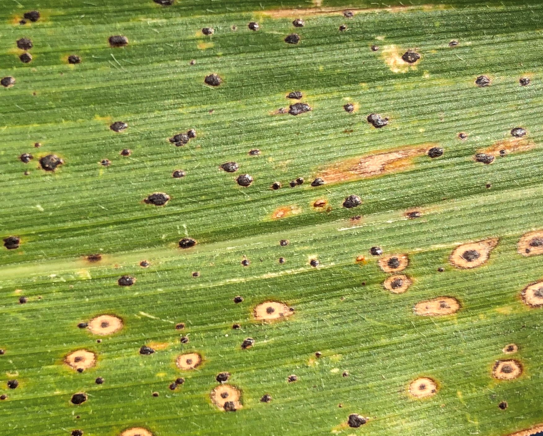 Tar Spot in Midwestern Corn Golden Harvest